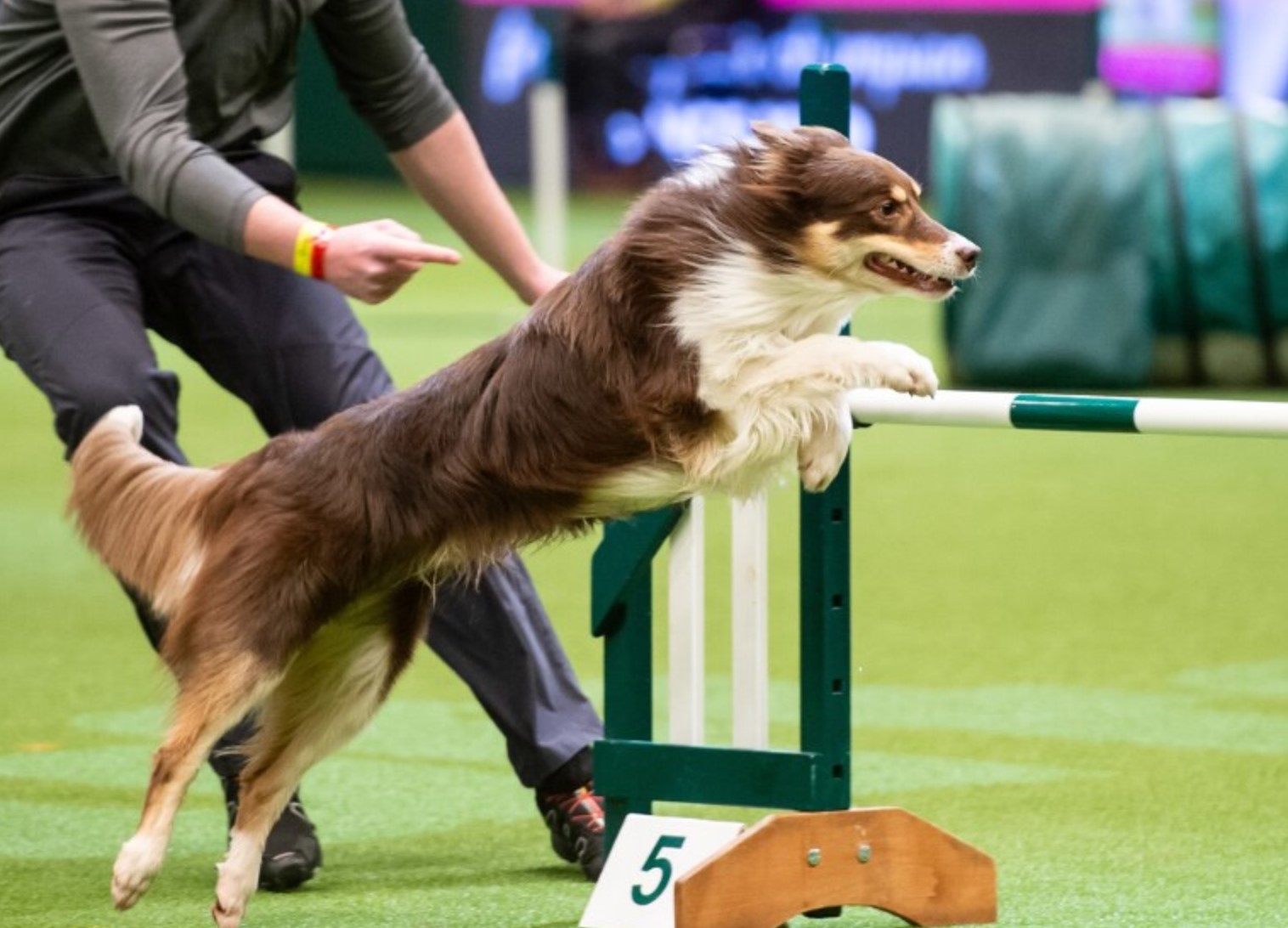 Win a Pair of Tickets to Crufts